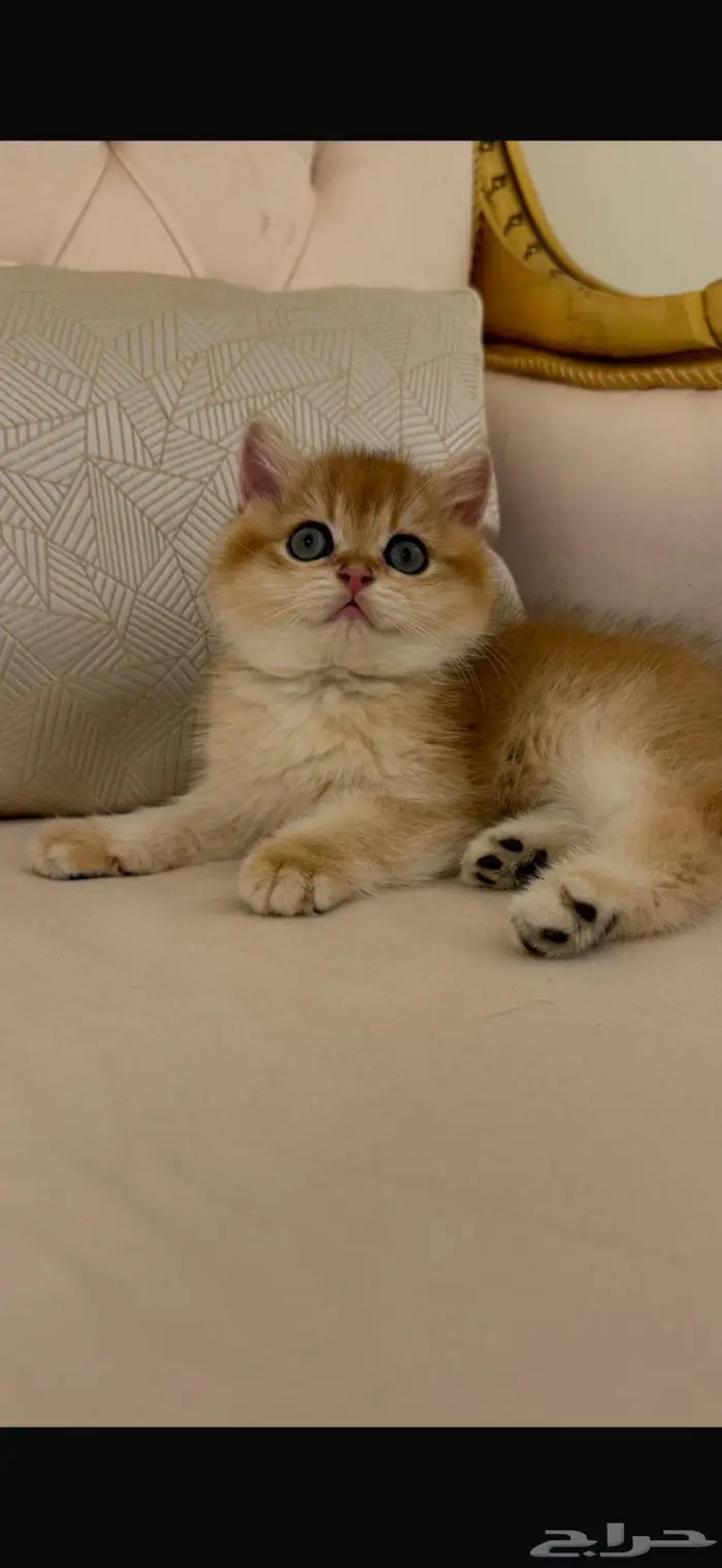 تم البيع كتين سكوتش العمر شهر الجنس ذكر المطلوب 500 1