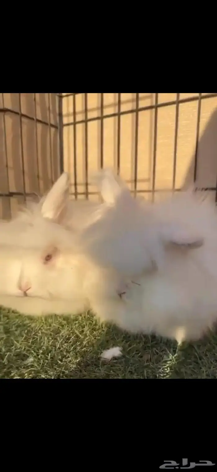 ارنب انقور شبيه القط 1