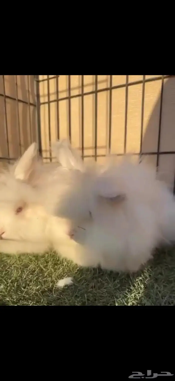 ارنب انقور شبيه القط 0