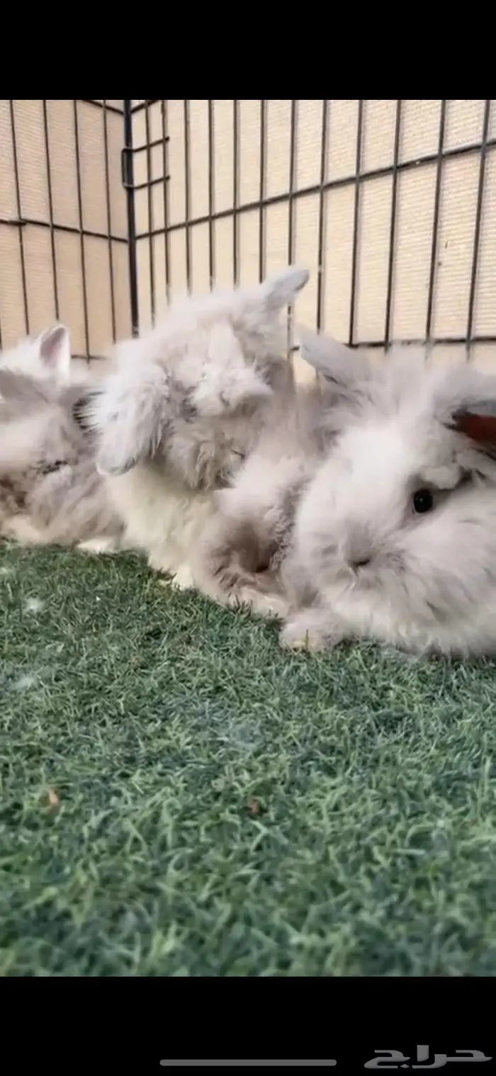 ارنب انقور شبيه القط 3
