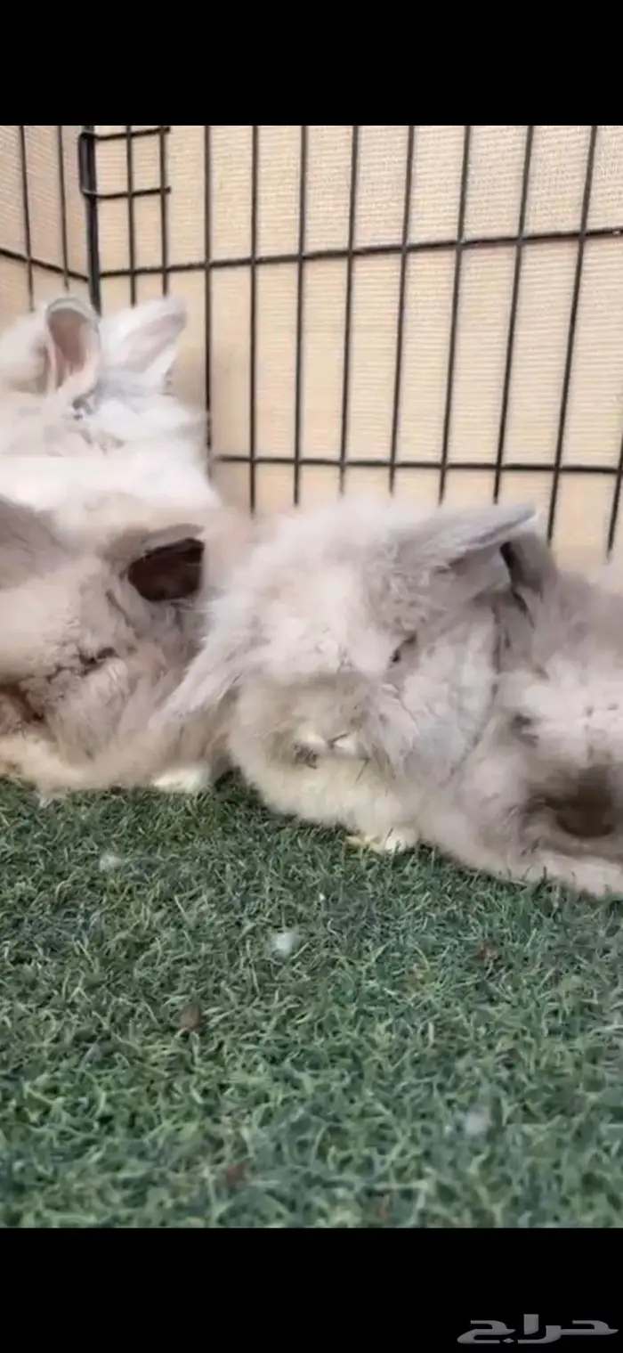ارنب انقور شبيه القط 2