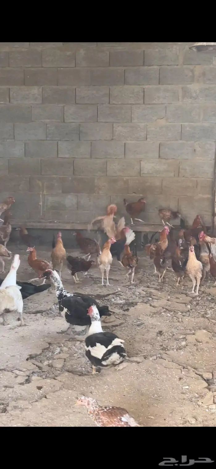 دجاج بلدي للبيع باحه ربيعه اسعار مناسبه 1