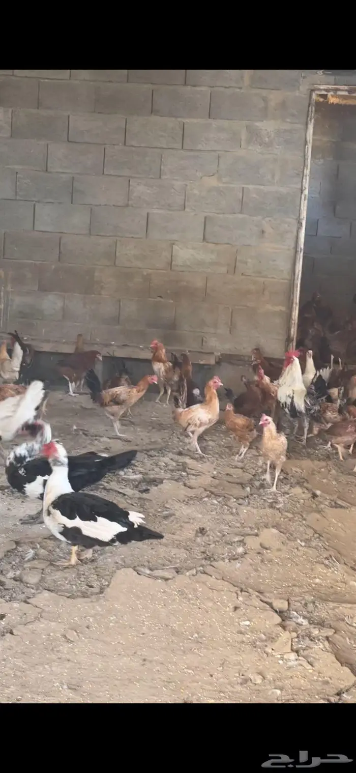 دجاج بلدي للبيع باحه ربيعه اسعار مناسبه 3