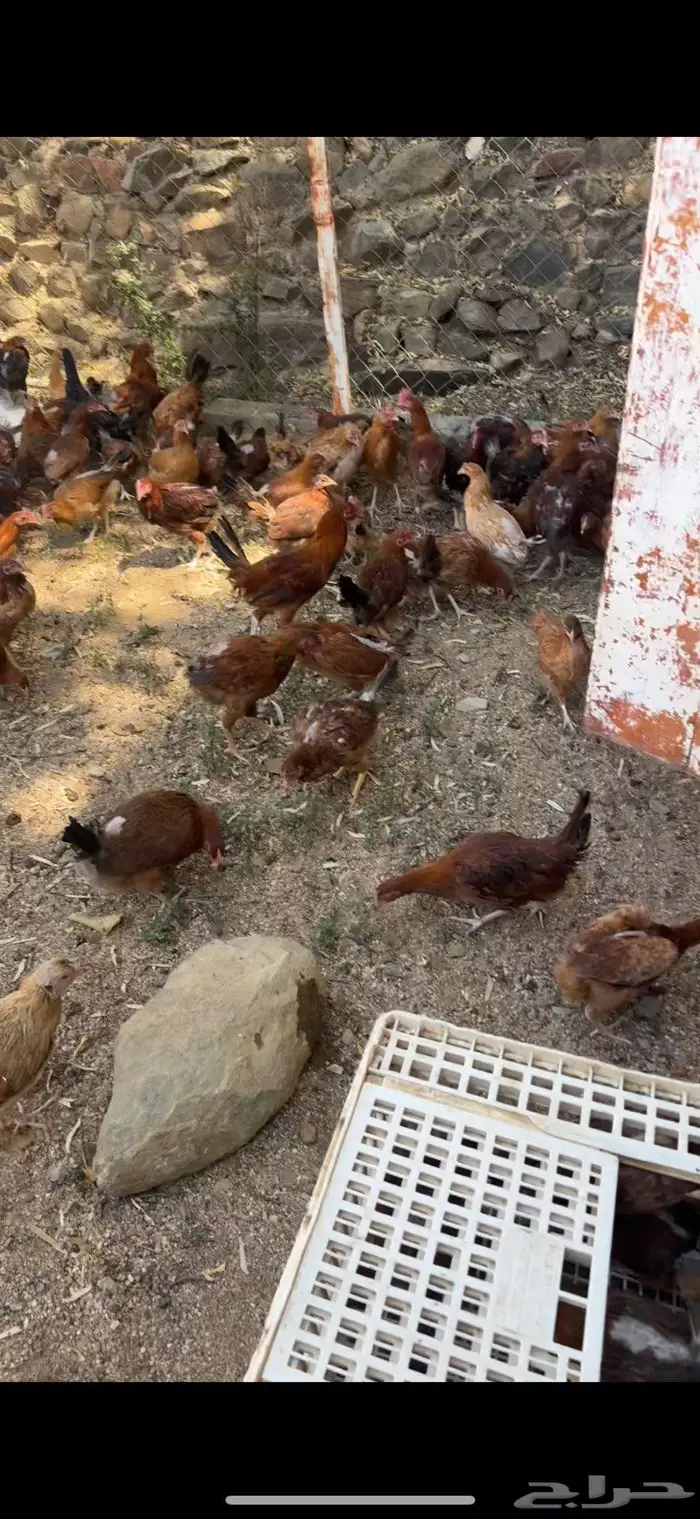 دجاج بلدي للبيع باحه ربيعه اسعار مناسبه 5