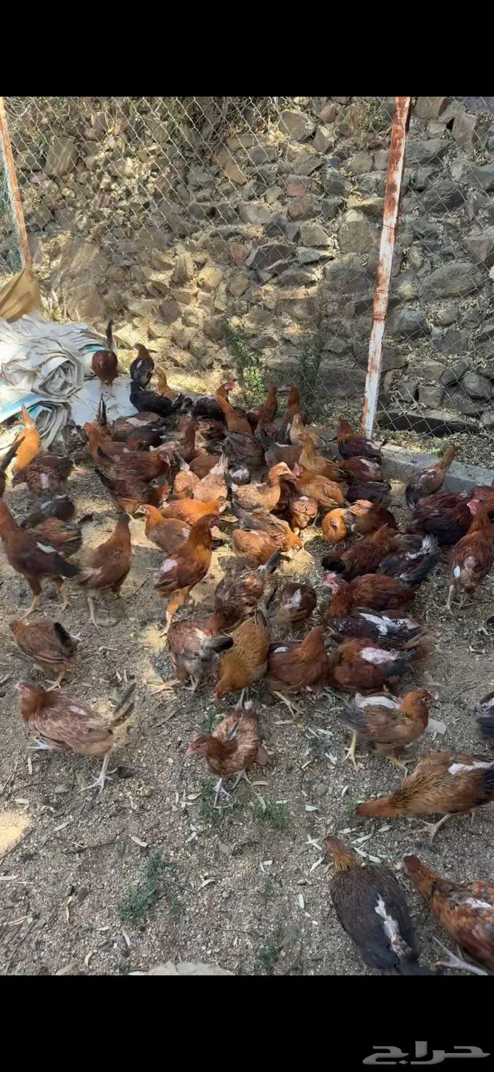 دجاج بلدي للبيع باحه ربيعه اسعار مناسبه 4