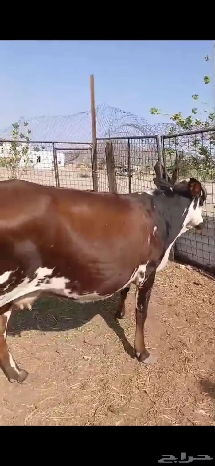بقر للبيع 0