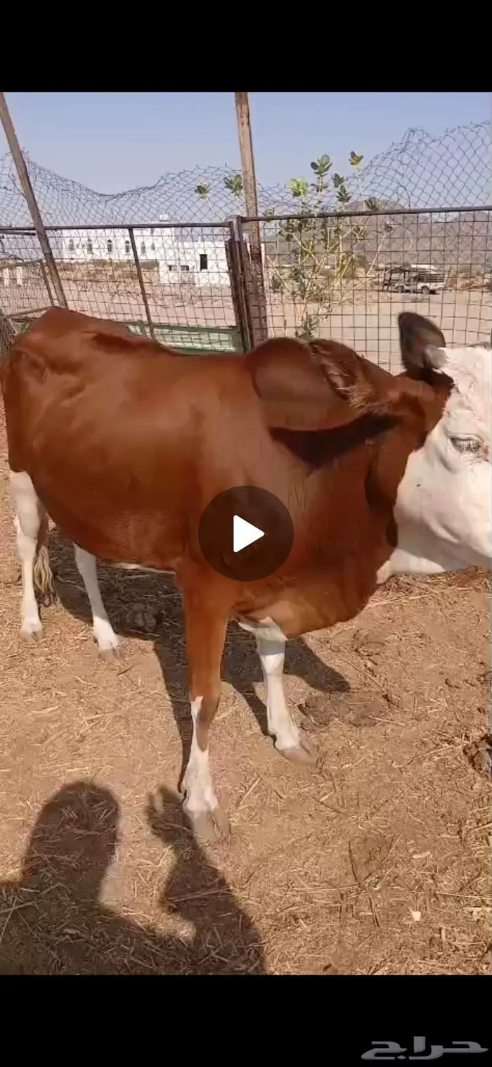 بقر للبيع 1
