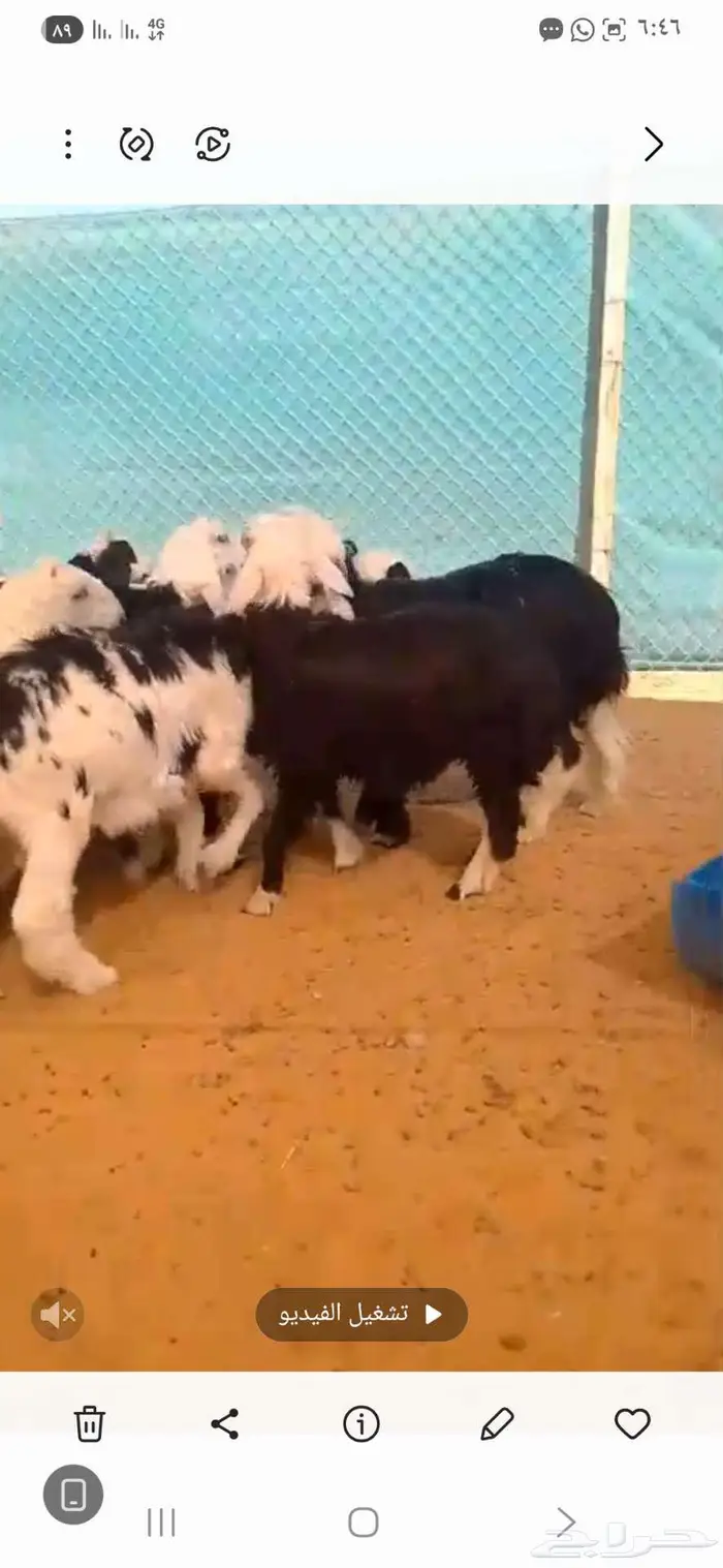 طليان ورخال للبيع 0