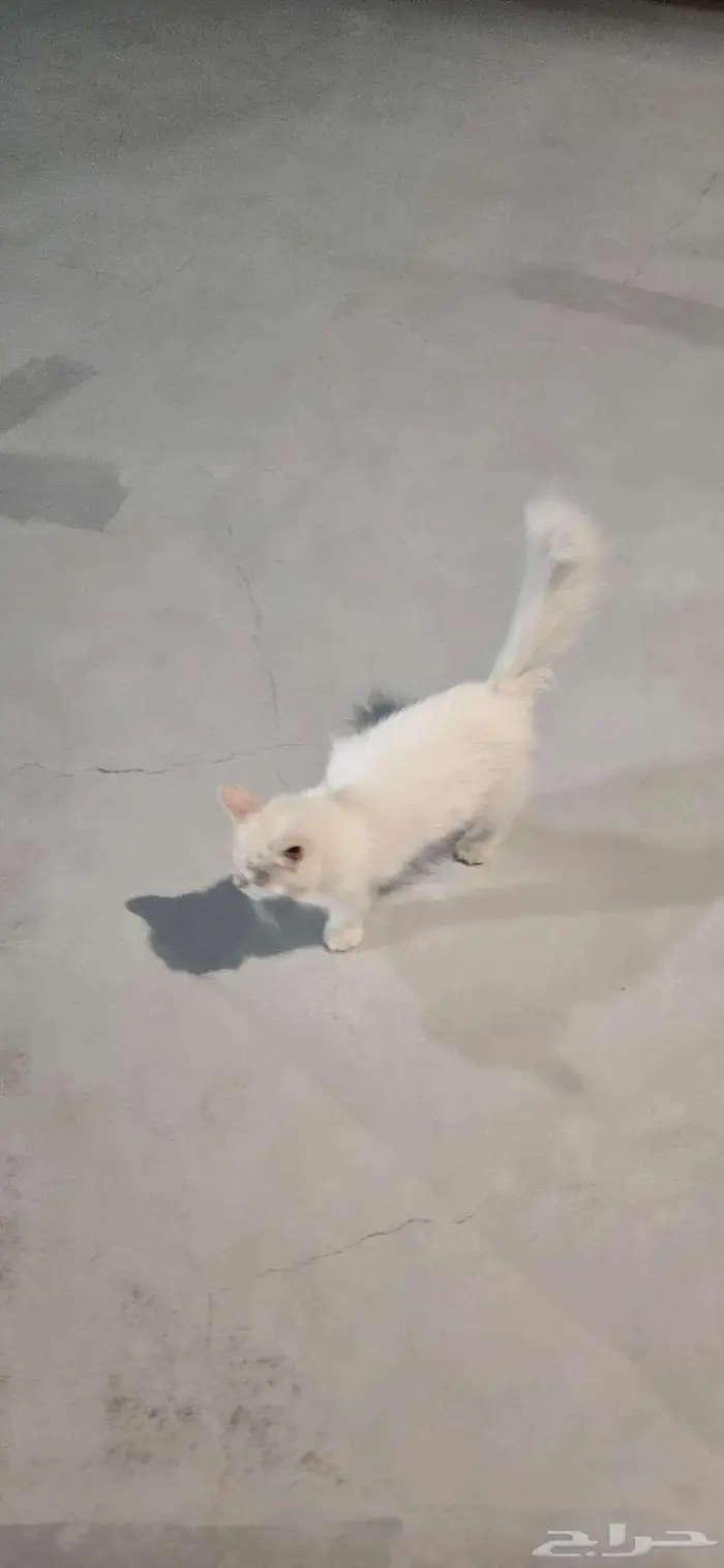 قط نوع شيرازي للتبني 0