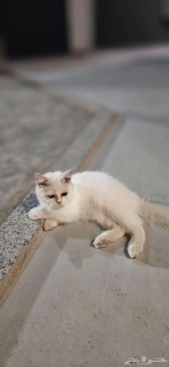 قط نوع شيرازي للتبني 1