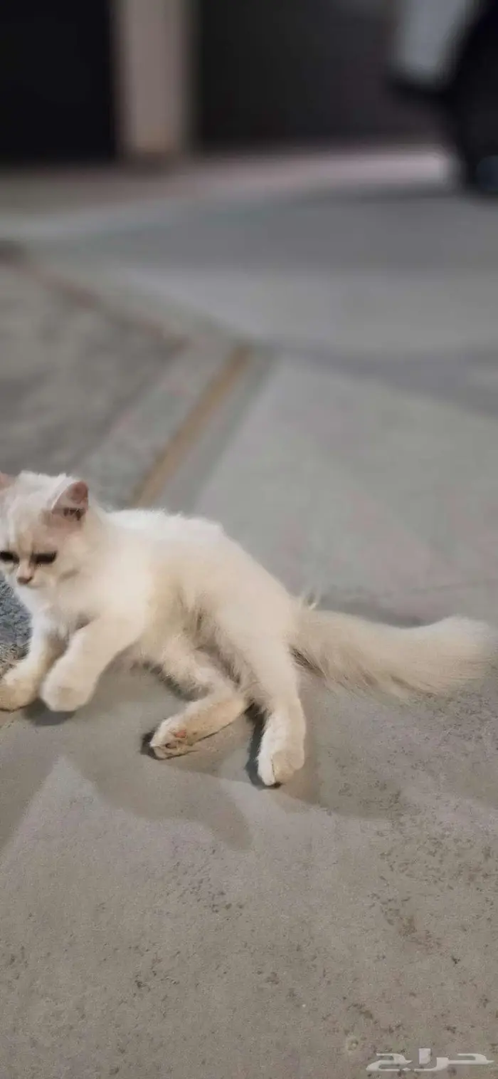 قط نوع شيرازي للتبني 2