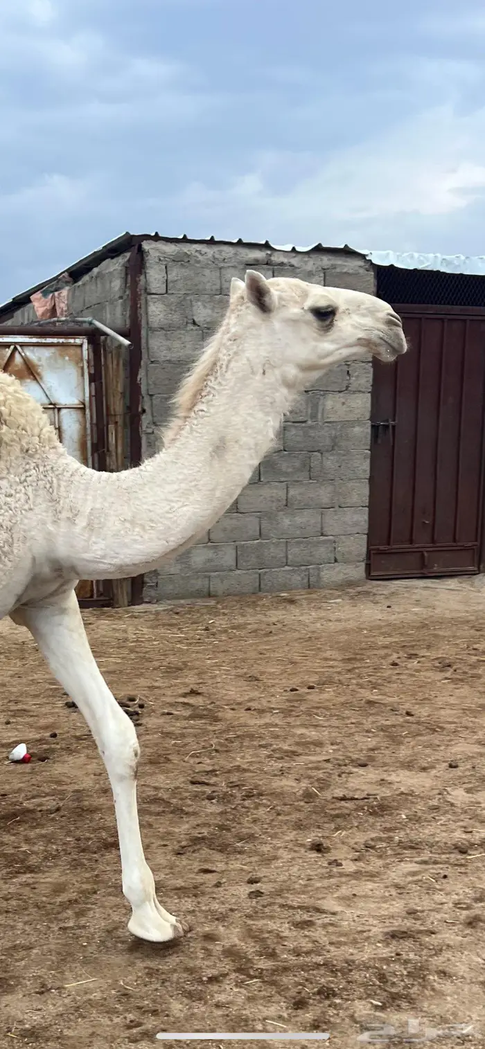 بعير حمر تمامي 10