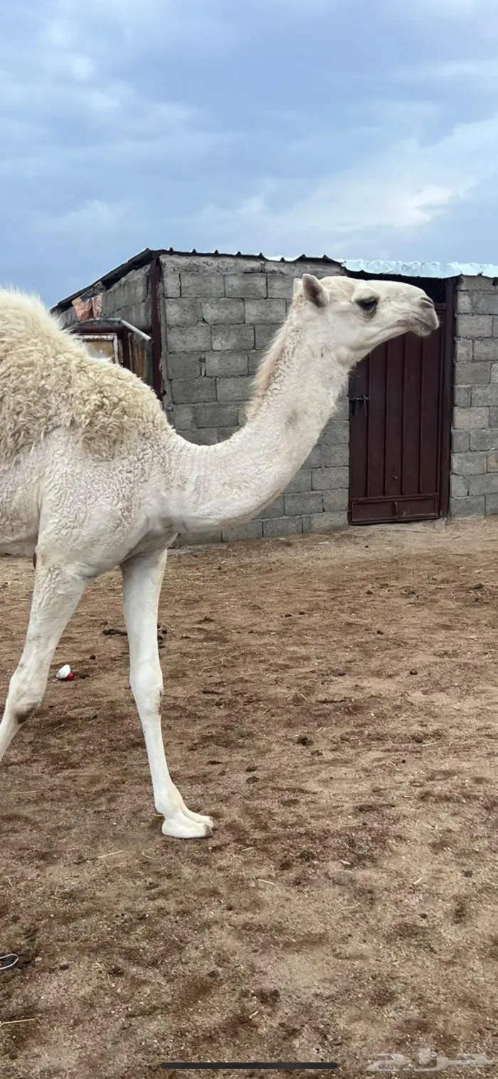 بعير حمر تمامي 11