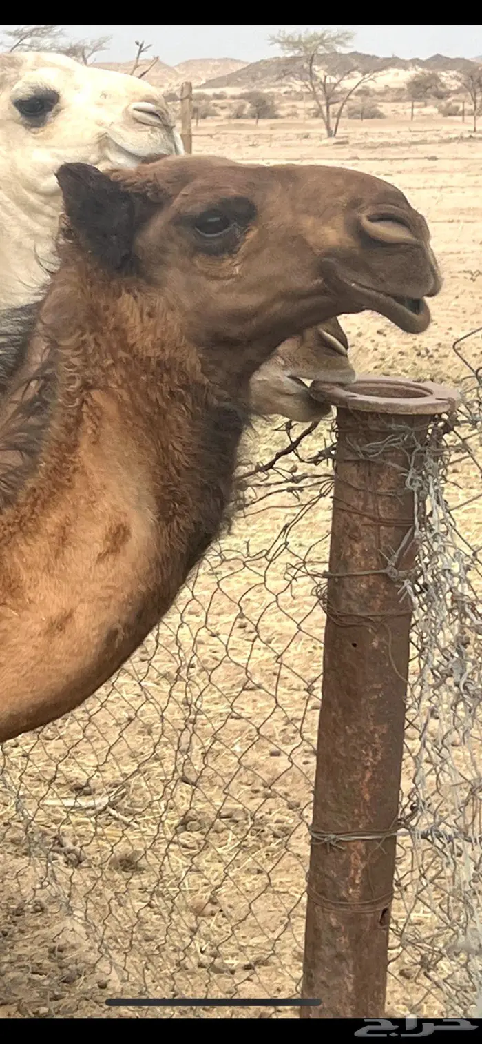 بعير حمر تمامي 13