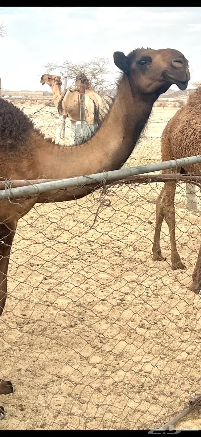 بعير حمر تمامي 12