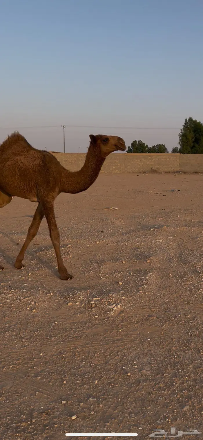 حواره طيبه 2