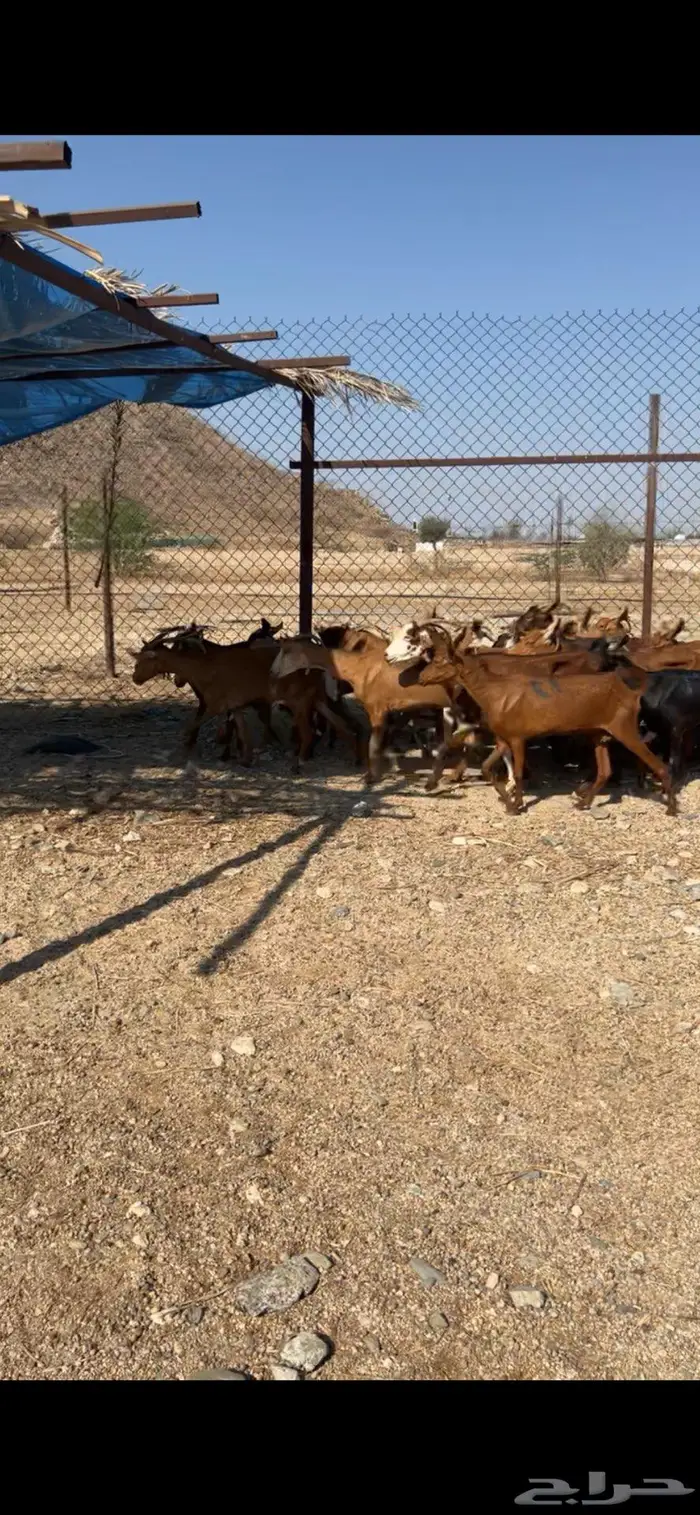 معزا دهم حمر  للبيع عدد 25 راس بمكه شرايع النخل 2