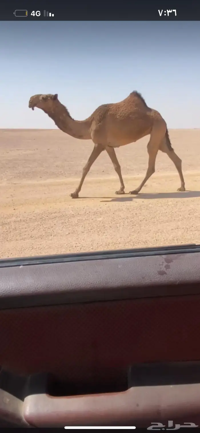 للبيع بكره صفرا كفوو 0