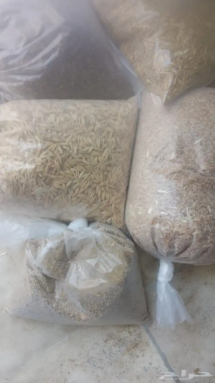 سويق الشعير البلدي طويل الحبة. 0