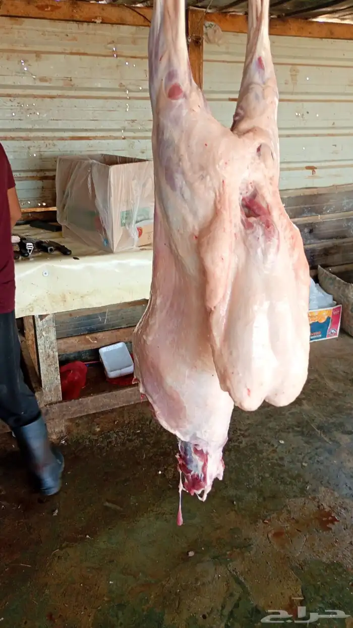 جبر نعيمي للبيع يوجد توصيل شرق الرياض 8