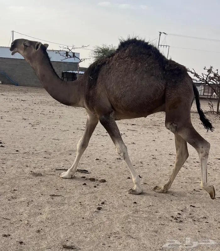 بعير حمر تمامي 9