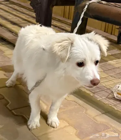 كلب في الرياض للبيع index