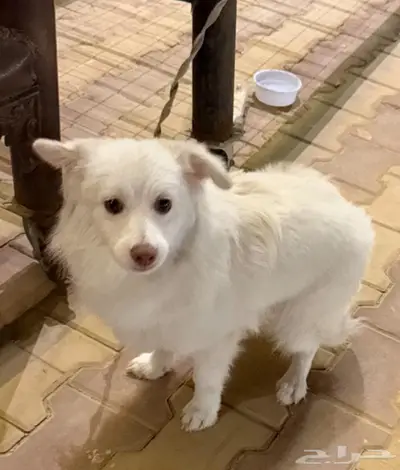 كلب في الرياض للبيع index