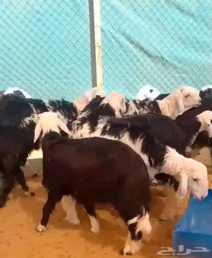 طليان ورخال للبيع 1