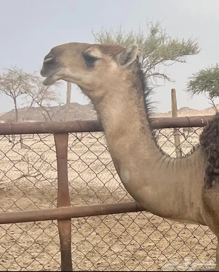 بعير حمر تمامي 4