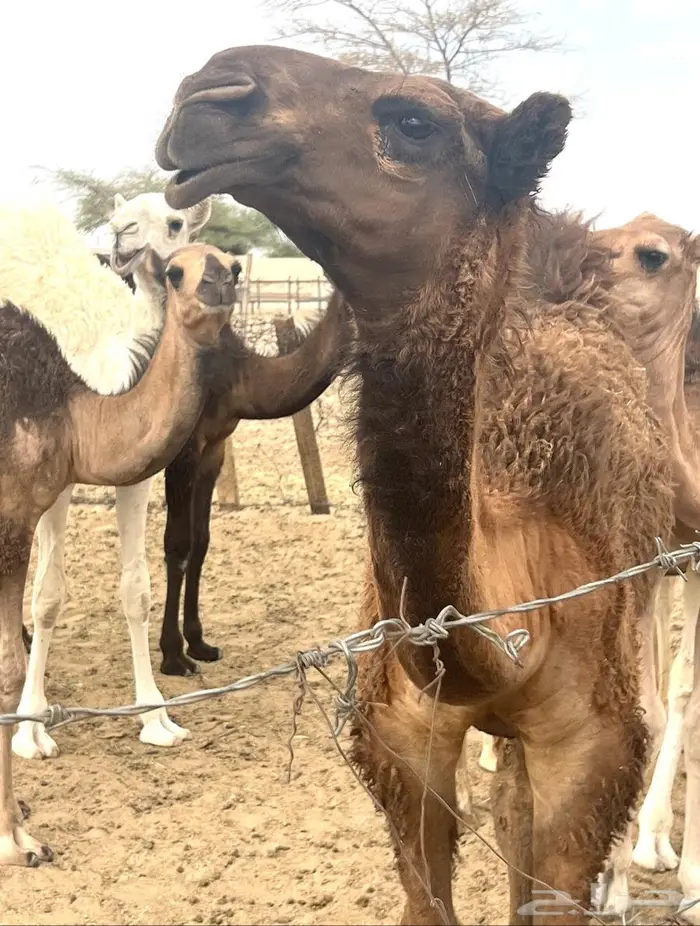 بعير حمر تمامي 5