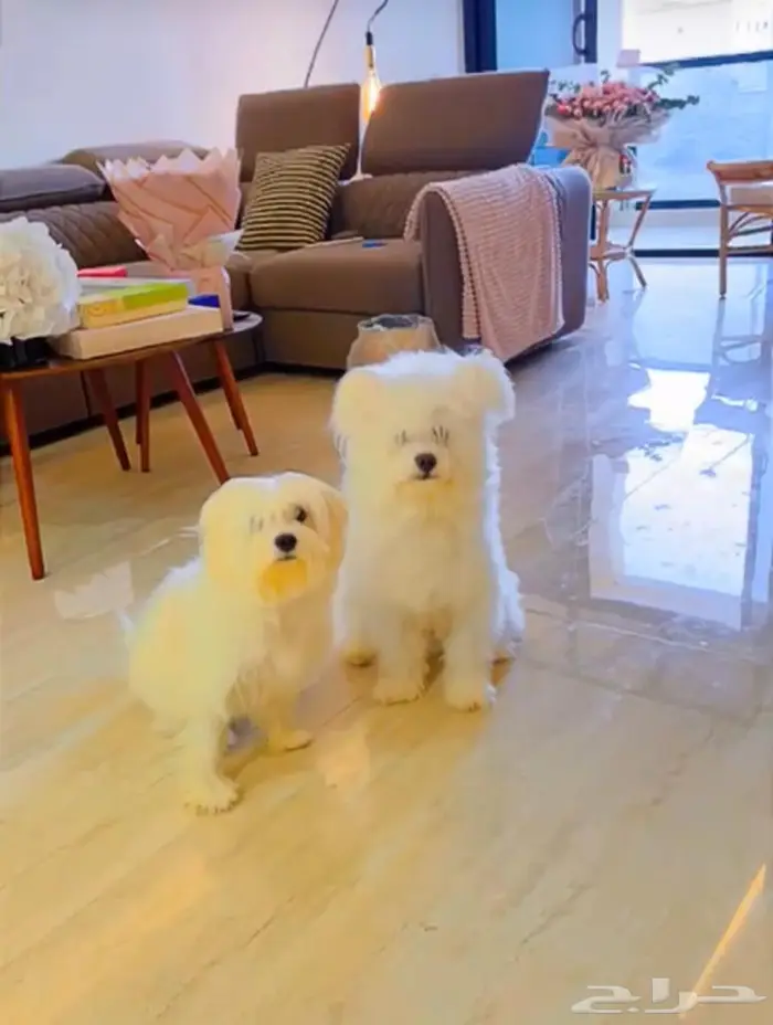 كلاب مالتيز للبيع 0