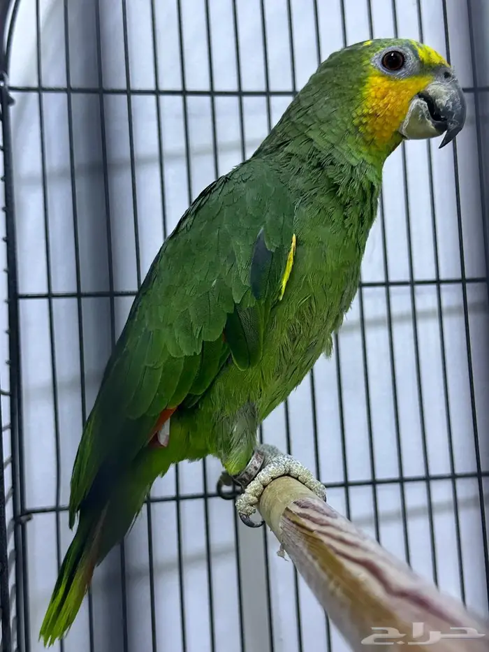 للبيع جوز امزون 1