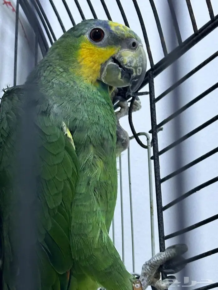 للبيع جوز امزون 0