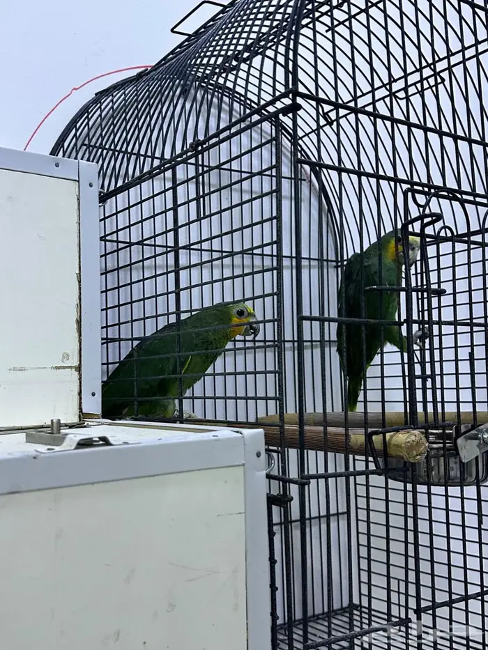 للبيع جوز امزون 3