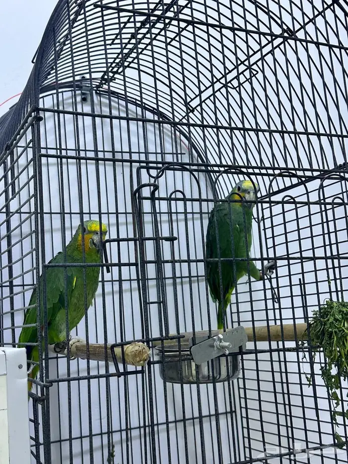 للبيع جوز امزون 4