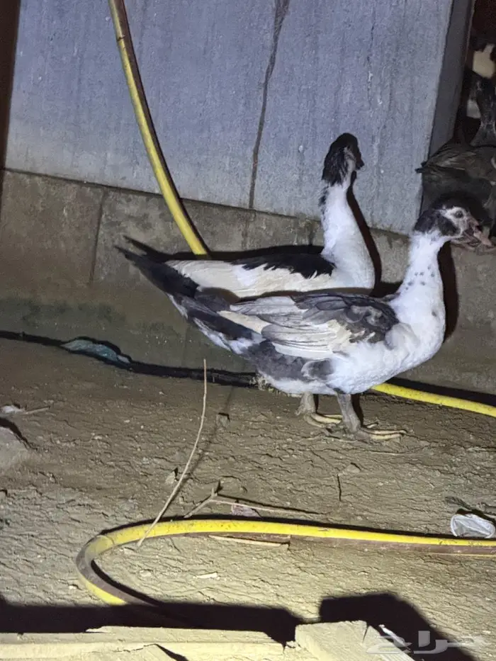 طيور بط 0