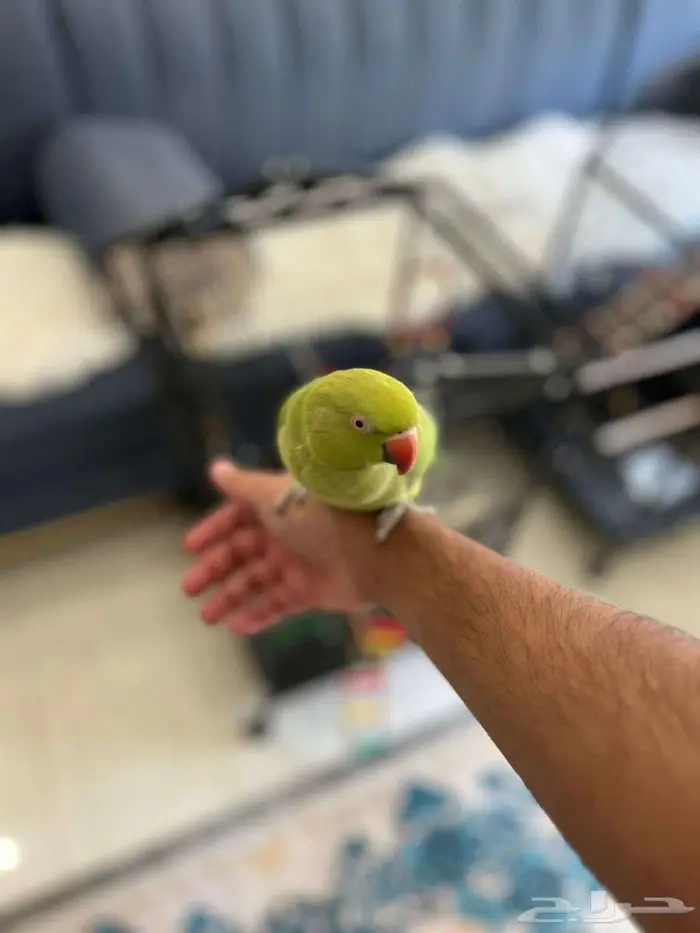 للبيع ببغاء الدرة (Indian Ringneck) بتبوك 1
