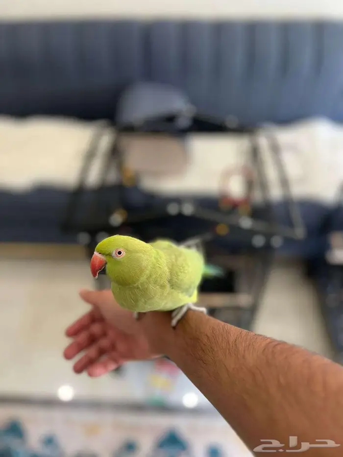 للبيع ببغاء الدرة (Indian Ringneck) بتبوك 0
