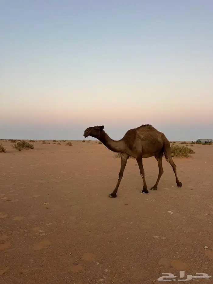 ضريبه صفرا طيبه 0