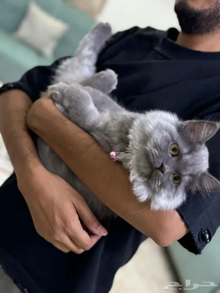 قطه ماين كون للبيع 3