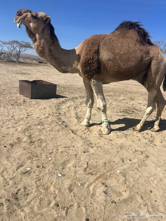 بعير حمر تمامي 1