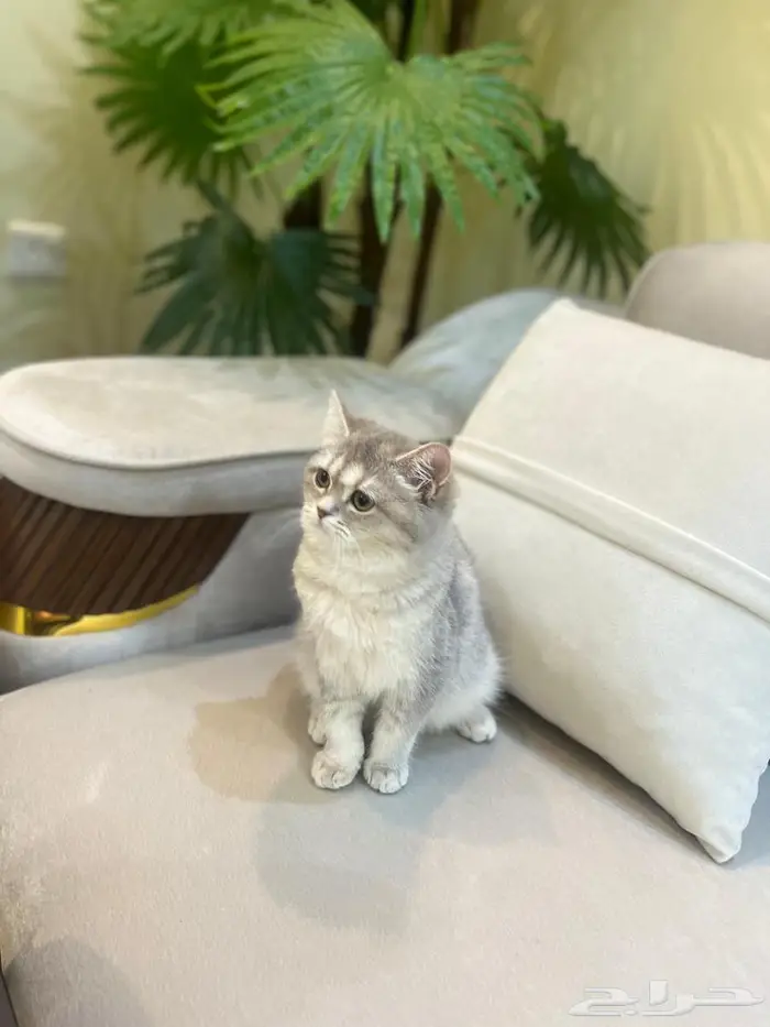 انثى سكوتش بسعر رمزي بكامل ملحقاته 3