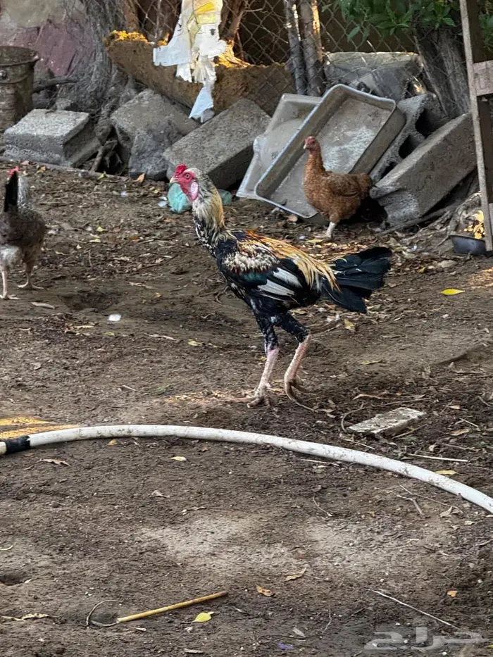 ديك باكستاني 0