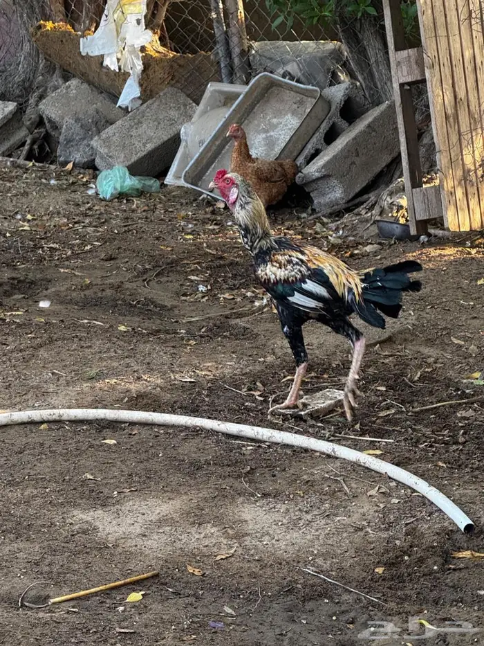 ديك باكستاني 1