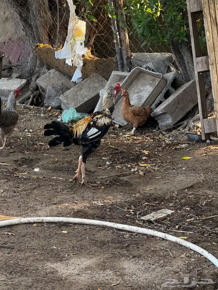 ديك باكستاني 2