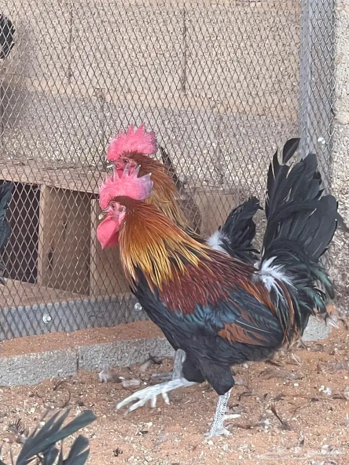 ديوك عربي سيافي 0