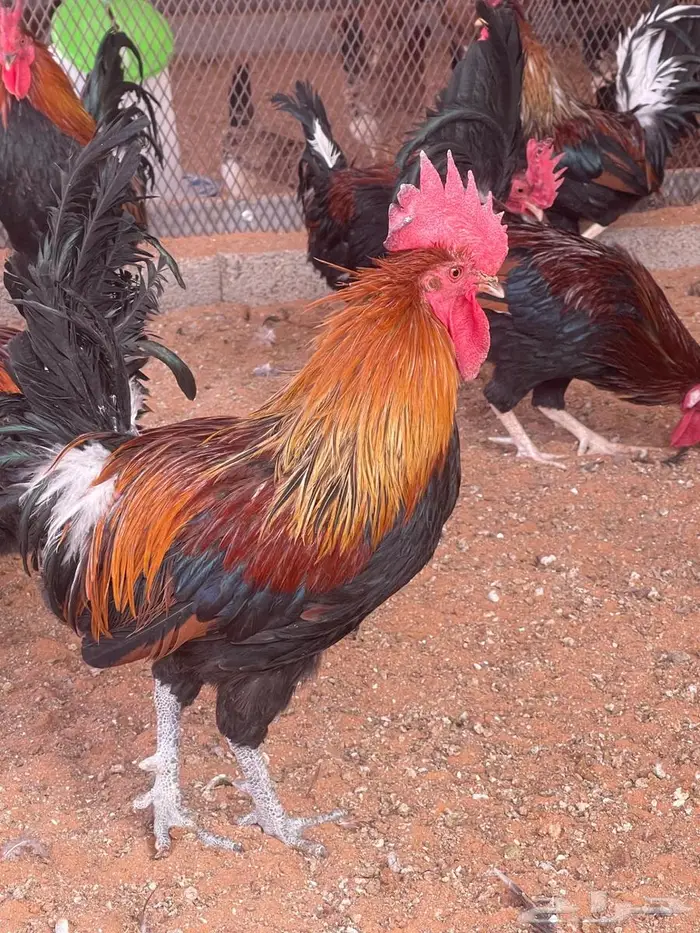 ديوك عربي سيافي 1