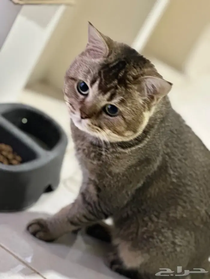 قط زكر كاسبر وقطه لولي 0