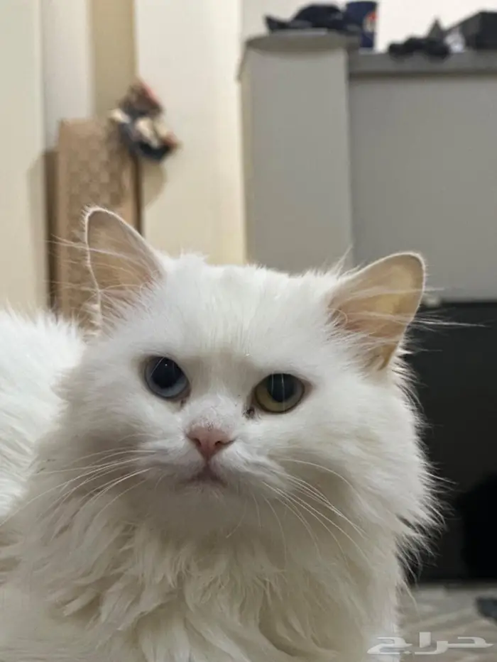 قط زكر كاسبر وقطه لولي 1