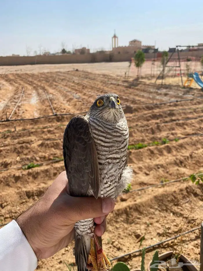 باز على السوم ويتدرب زي الشاهين 1